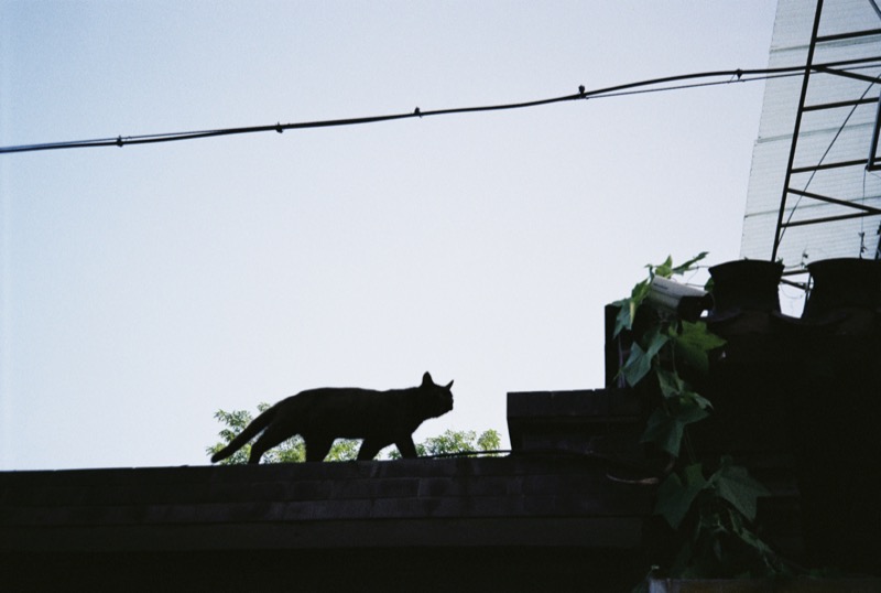 屋檐上行走的黑猫