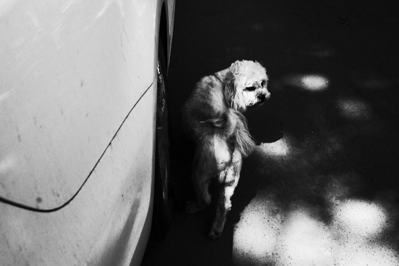 胡同中的日常瞬间 月亮 10