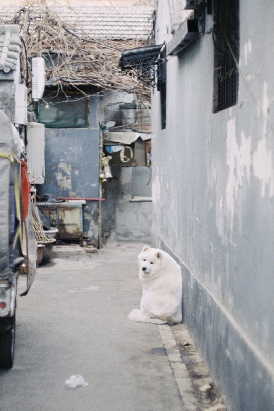 胡同中的日常瞬间 月亮 4