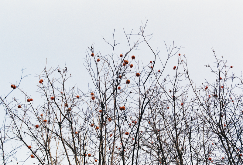 胡同中的日常瞬间 星星 14
