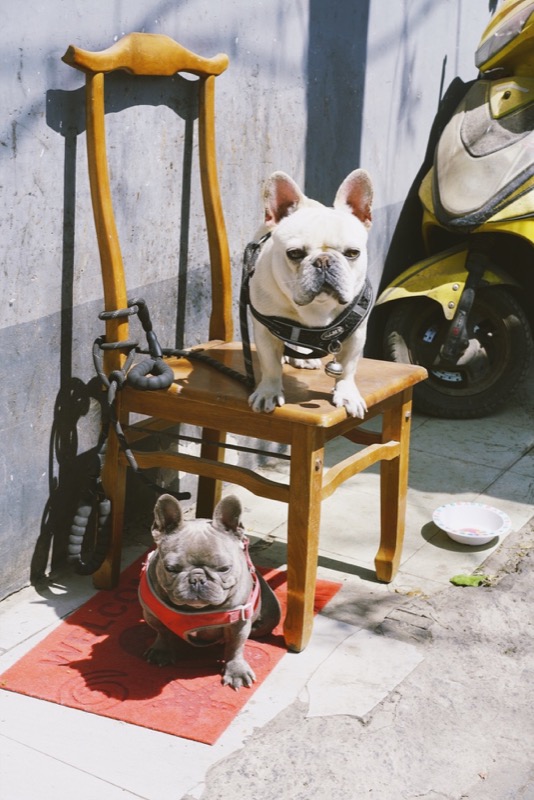 胡同中的日常瞬间 星星 9