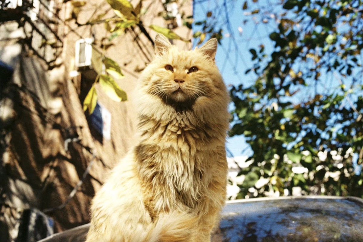 阳光下在胡同里的猫